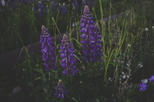 绿草环绕的紫色花瓣花 · 免费素材图片