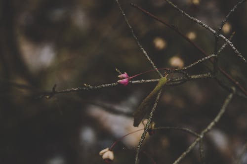 在特写照片中的红色花瓣花 · 免费素材图片