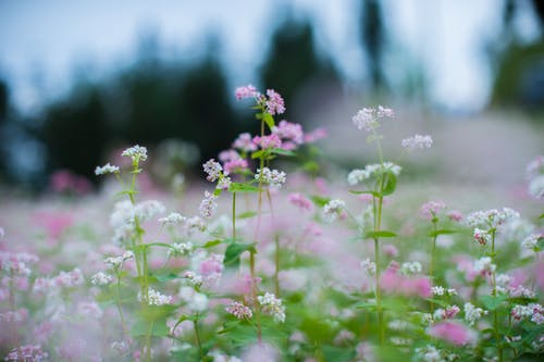 白色和粉红色的花瓣花 · 免费素材图片