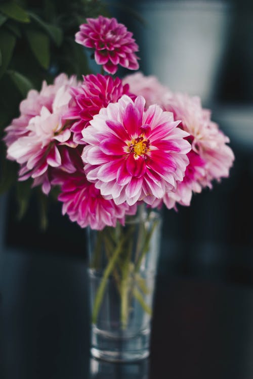 花瓶上的粉红色花朵 · 免费素材图片
