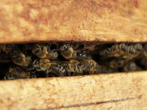 蜜蜂照片 · 免费素材图片