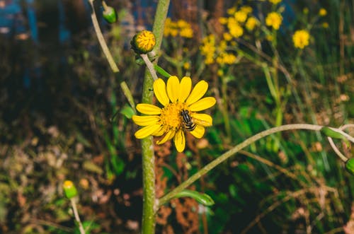 黄花与蜜蜂 · 免费素材图片