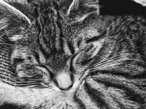 虎斑猫睡觉 · 免费素材图片