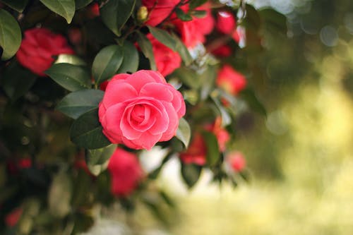 粉红色的花 · 免费素材图片