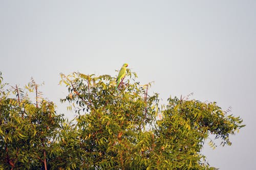 绿叶树上的绿色和红色喙鸟 · 免费素材图片