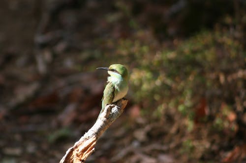 棕色木制树枝上的绿色长喙鸟 · 免费素材图片