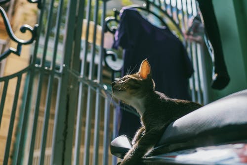 银虎斑猫倾斜移位镜头摄影 · 免费素材图片