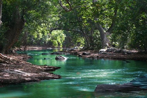 绿叶树之间的水体 · 免费素材图片