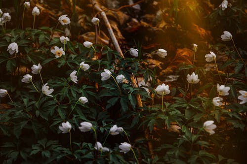 白花的照片 · 免费素材图片