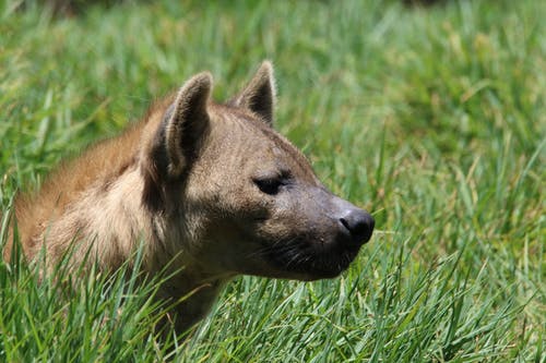 棕色短毛的狗，在绿色的草地上 · 免费素材图片