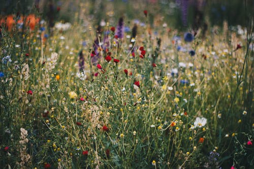 蓝色，白色和红色的罂粟花场 · 免费素材图片