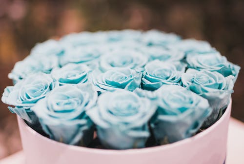 蓝玫瑰花束系列 · 免费素材图片