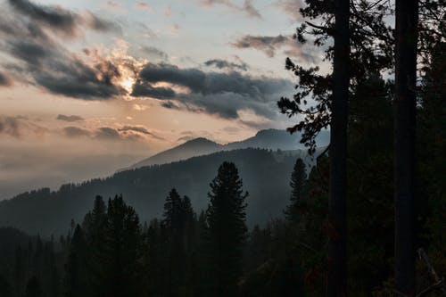 高大的树木在山附近的轮廓 · 免费素材图片