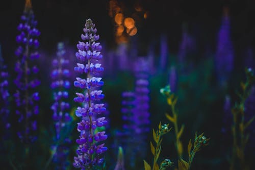 紫色花朵的景深摄影 · 免费素材图片