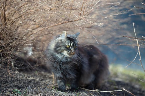 猫在无叶植物旁边的照片 · 免费素材图片
