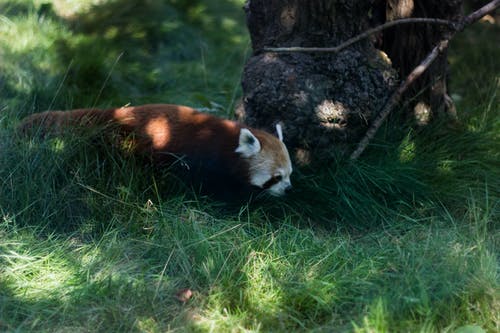 红熊猫在布朗树旁边的照片 · 免费素材图片
