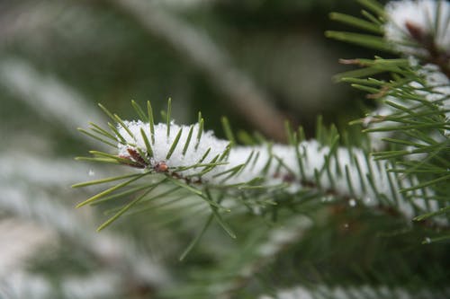 臭虫在白雪皑皑的叶子上的浅焦点照片 · 免费素材图片