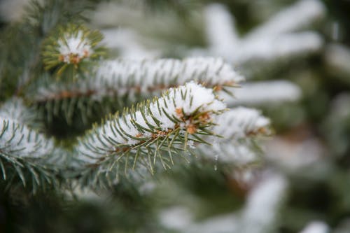 选择性聚焦拍摄的绿叶植物与雪 · 免费素材图片