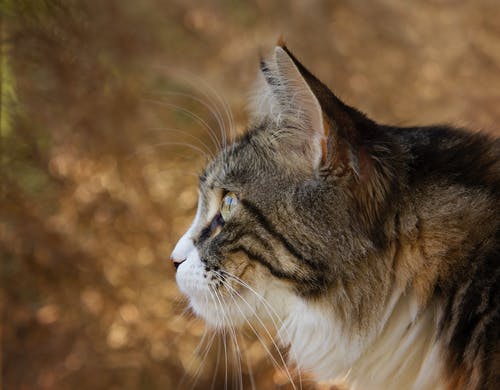 山猫的特写照片 · 免费素材图片