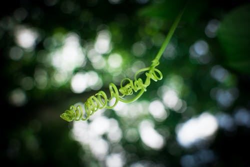 绿色植物浅焦点摄影 · 免费素材图片