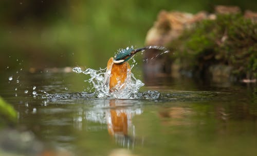 棕色和蓝色的小鸟在水体特写摄影 · 免费素材图片