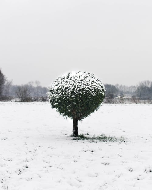 雪覆盖绿叶植物和草地 · 免费素材图片