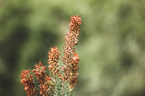 棕色花的微距摄影 · 免费素材图片