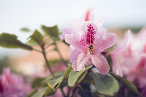 粉色花瓣花的特写摄影 · 免费素材图片