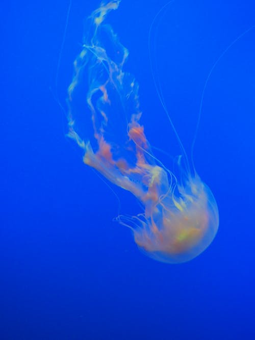 水母的特写照片 · 免费素材图片