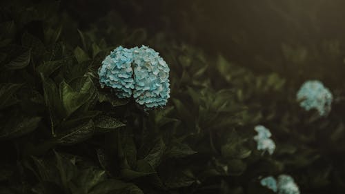 蓝色花朵与叶子 · 免费素材图片