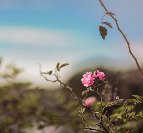 选择性聚焦摄影中的粉红玫瑰花朵 · 免费素材图片