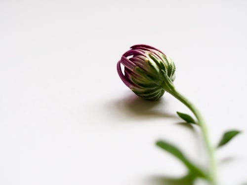 紫色花蕾的选择性聚焦摄影 · 免费素材图片