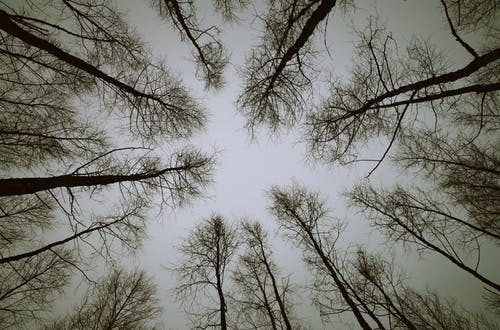 低角度的树木照片 · 免费素材图片