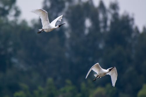 两个白宜必思飞 · 免费素材图片