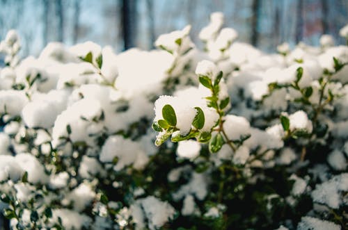 摄影在植物上的雪 · 免费素材图片