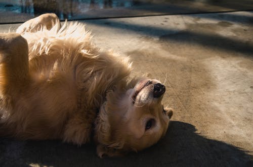 躺在混凝土路上的成年金毛寻回犬 · 免费素材图片