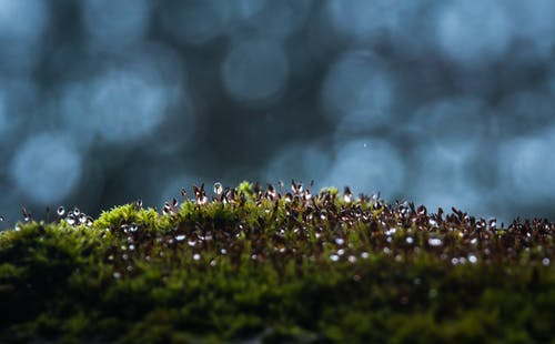 散景效果的草田 · 免费素材图片