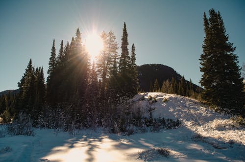 雪与树山顶 · 免费素材图片