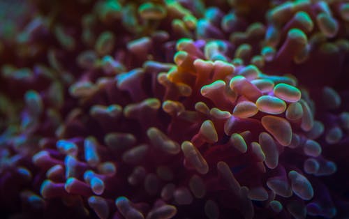 粉红和黄色珊瑚礁 · 免费素材图片