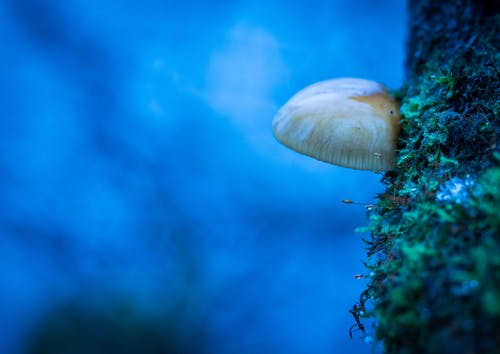 蘑菇在木头上 · 免费素材图片