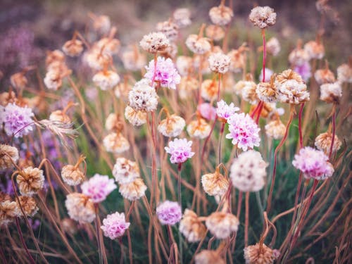 粉红海节俭花 · 免费素材图片