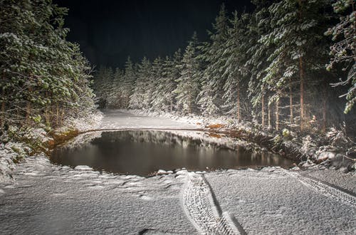 巷道被雪包围着松树风景摄影 · 免费素材图片
