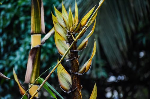 黄绿叶植物的浅焦点照片 · 免费素材图片