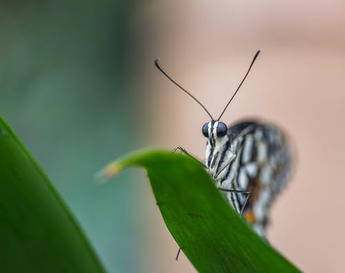 灰色和黑色蝴蝶的选择性聚焦照片 · 免费素材图片