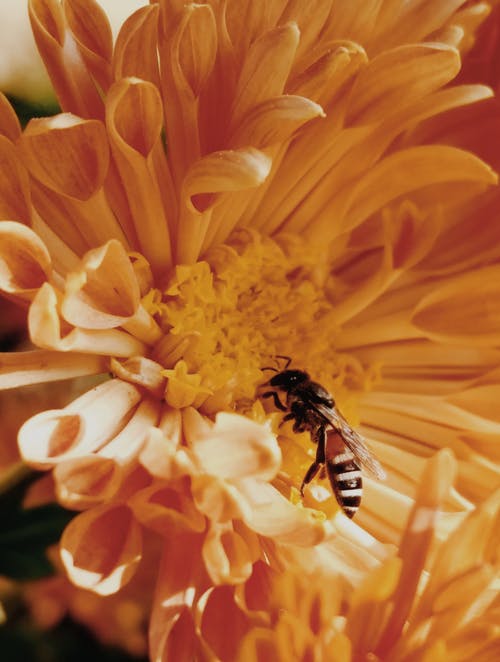 蜜蜂在黄色花瓣上的特写照片 · 免费素材图片