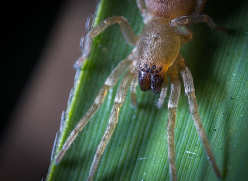 黄蜘蛛在绿叶上的特写摄影 · 免费素材图片