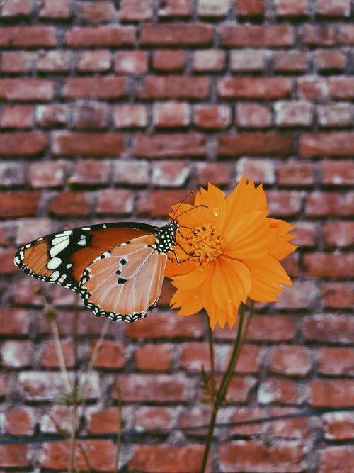 女王蝴蝶在橙色花瓣上 · 免费素材图片