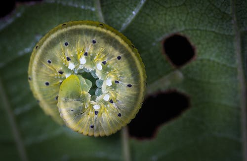 绿毛虫在绿叶植物上 · 免费素材图片