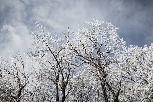 多云的天空下白雪覆盖的枯树 · 免费素材图片