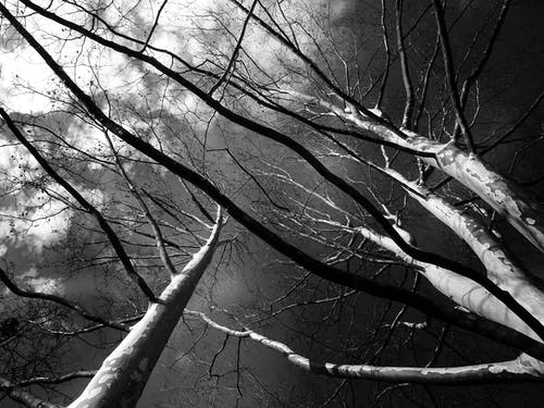 树木灰度低角度摄影 · 免费素材图片